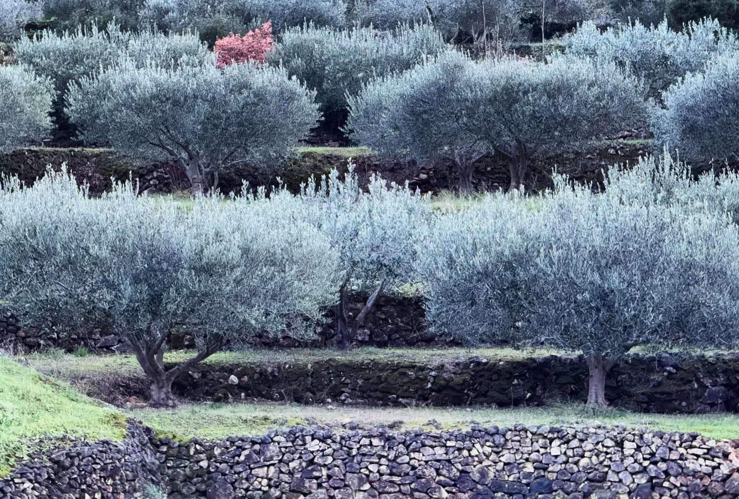 olive fields
